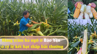 Hàng trăm ha ngô ở Bảo Yên có tỷ lệ kết hạt thấp bất thường