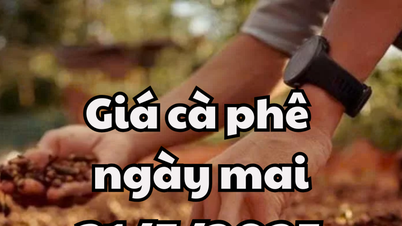 Tin tức, dự báo giá cà phê ngày 31/05/2025 giảm đồng loạt ở trong và ngoài nước