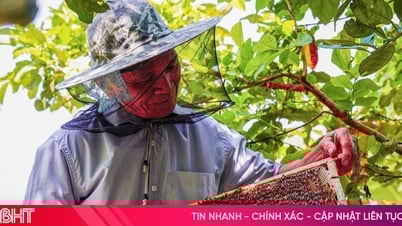 Mùa mật ngọt nơi miền sơn cước