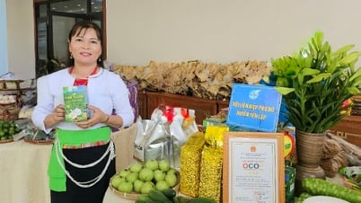 Semez les graines de l'arbre à thé et portez des fruits avec foi