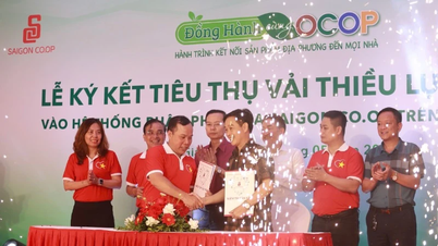 Ho-Chi-Minh-Stadt kooperiert beim Konsum von Bac-Giang-Litschi