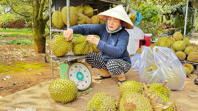 ទៅសួនដើម្បីញ៉ាំទុរេនទុំពិសេស