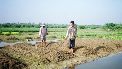 Trồng rau, nghề “ăn chắc, mặc bền”?