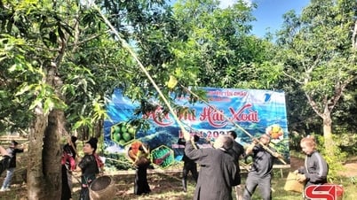 Sôi nổi phần thi hái xoài tại Ngày hội xoài Yên Châu năm 2025