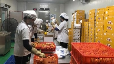 ลิ้นจี่ล็อตแรกในปี 2568 ได้ถูกส่งออกไปยังประเทศญี่ปุ่นแล้ว