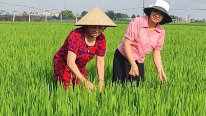 Стоимость продукции с гектара земли для возделывания и аквакультуры в Намхынге значительно превышает целевой показатель провинции.