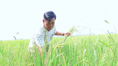 Tay Ninh implementiert 35 hochtechnologische landwirtschaftliche Erweiterungsmodelle