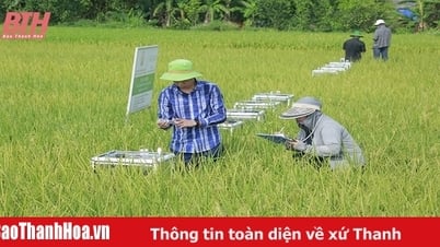 Nâng cao hiệu quả sản xuất từ những cánh đồng áp dụng công nghệ