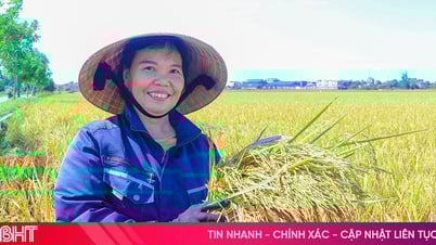Lúa Quế Lâm gặt "mùa vàng" trên đồng ruộng Hà Tĩnh