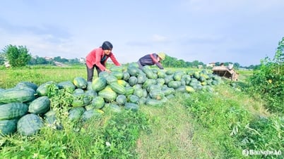 موسم حصاد البطيخ في أوجه، ومزارعو نغي آن ينتظرون التجار