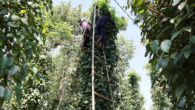 Giá tiêu hôm nay 31/5/2025: trong nước giảm nhẹ