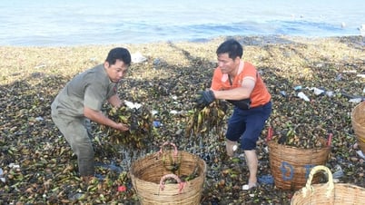 More than 300 people participate in collecting ocean trash