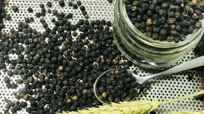 Giá tiêu hôm nay 31/5/2025: Tiếp tục giảm mạnh