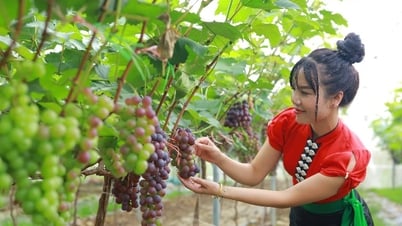 Desarrollar la producción de productos agrícolas asociados al consumo de productos