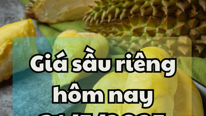 Giá sầu riêng hôm nay 31/5/2025: Trung Quốc tăng cường kiểm định