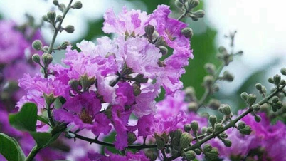Ngoái nhìn thương nhớ