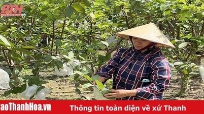 Khơi dậy phong trào làm vườn cho người dân nông thôn