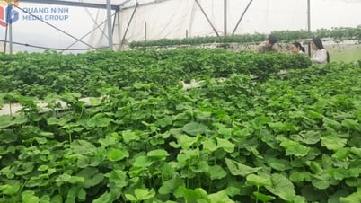 ハイテク農業の開発に焦点を当てる
