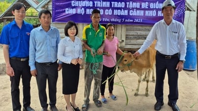 Tặng bê giống cho hộ nghèo ở Phước Tân