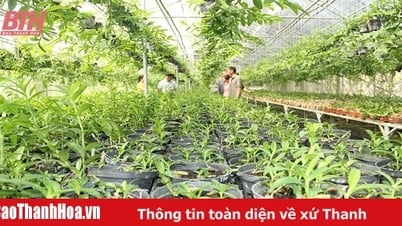 Суперрентабельный экологический подвесной сад