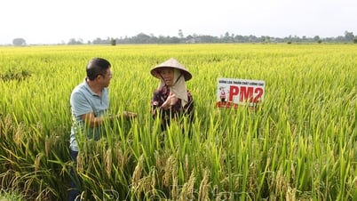 Phát huy vai trò của HTXDVNN trong liên kết sản xuất lúa hàng hóa