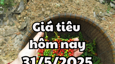 ราคาพริกไทยวันนี้ 31 พ.ค. 68 ร่วงแตะจุดต่ำสุดใหม่ เหตุจากนโยบายภาษี