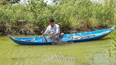 Giải pháp tăng năng suất tôm quảng canh cải tiến