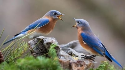 Les oiseaux sont étonnants car ils savent s'entraider en « donnant et recevant » comme les humains.