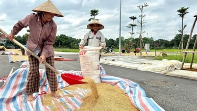 កសិករ​នៅ​ឃុំ​យ៉ង់​ងី​ប រំភើប​ចំពោះ​ការ​ដាំ​ដុះ​ដ៏​កាច​។