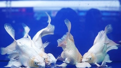 ビデオ：ホーチミン市で展示されている「美しく、ユニークで、奇妙な」観賞用の生き物