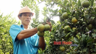 Mở rộng thị trường xuất khẩu, nâng cao năng lực cạnh tranh sản phẩm