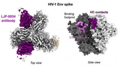 'โค้ช' สำหรับระบบภูมิคุ้มกัน: ความก้าวหน้าครั้งใหม่ในการวิจัยวัคซีน HIV