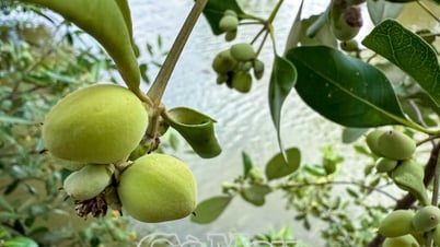 Dược liệu quý từ cây mắm