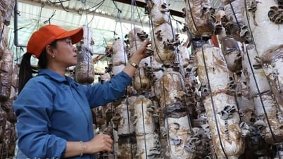 TP. Buôn Ma Thuột triển khai nhiều hoạt động hỗ trợ phụ nữ khởi nghiệp