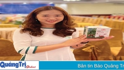 เยาวชนจังหวัดกว๋างตรีร่วมสร้างบ้านเกิด