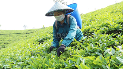 Muong Khuong 농부들은 봄차로 약 680억 VND를 벌고 있습니다