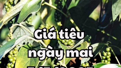 ข่าวสาร คาดการณ์ราคาพริกพรุ่งนี้ 5/5/2568 : ไม่มีความผันผวน