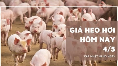 Schweinepreis heute, 4. Mai: Vielerorts leicht gesunken, Tiefststand 66.000...