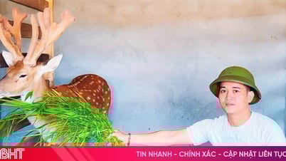 Hươu cho nhung "khủng", chủ từ chối bán với giá gần nửa tỷ đồng