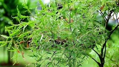 なぜPolyscias fruticosaの葉は「貧乏人の人参」と考えられているのでしょうか?