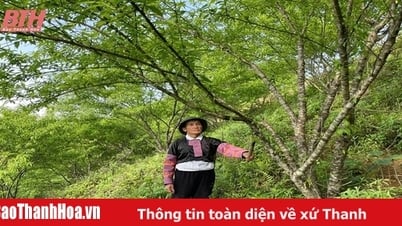 คุณท้าววันโท - ตัวอย่างของการทำงานหนัก