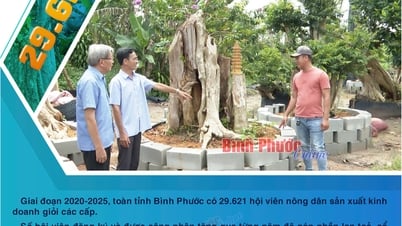 Binh Phuoc : Au cours de la période 2020-2025, Binh Phuoc compte 29 621 bons agriculteurs membres en production et en affaires.