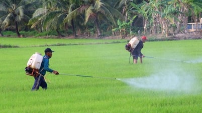 夏秋稲の手入れに重点を置く
