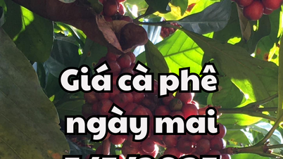 Tin tức, dự báo giá cà phê ngày mai 5/5/2025: Tiếp tục chuỗi tăng giá