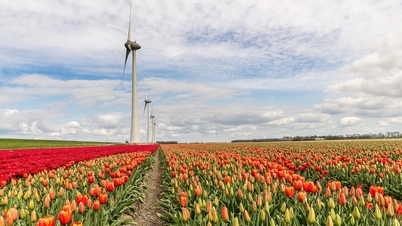 Mùa hoa tulip ở Hà Lan - điểm dừng chân lãng mạn không thể bỏ lỡ