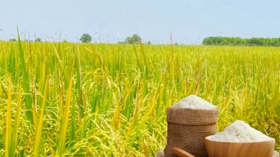 Precio del arroz hoy 12 de mayo: El arroz sigue aumentando