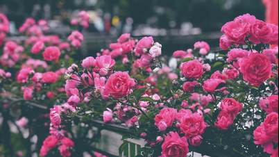 Са Па блестяще встречает лето на фестивале роз Fansipan Rose Festival 2025
