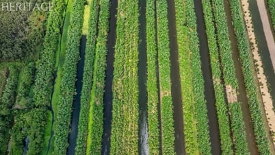 Những mỏ vàng trái cây Việt