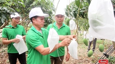 Muong La bringt Obstbäume auf abschüssiges Land