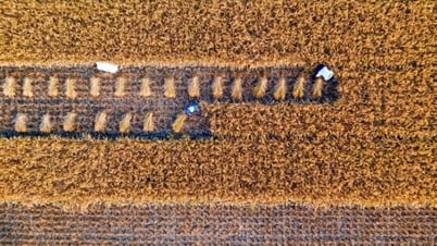 بنك التنمية الآسيوي يخصص 40 مليار دولار لتعزيز الأمن الغذائي في منطقة آسيا والمحيط الهادئ بحلول عام 2030